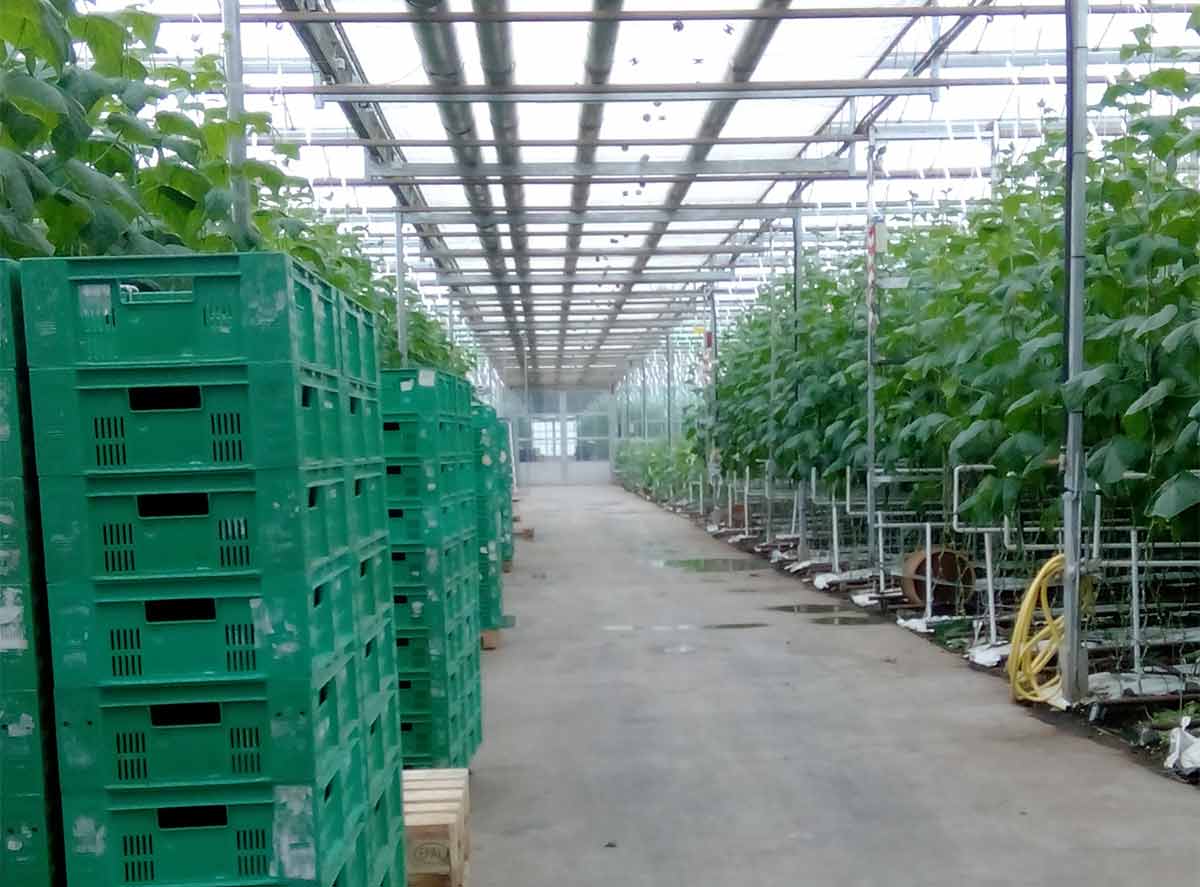 High efficiency heating of 40,000 square meters of greenhouses for organic crops