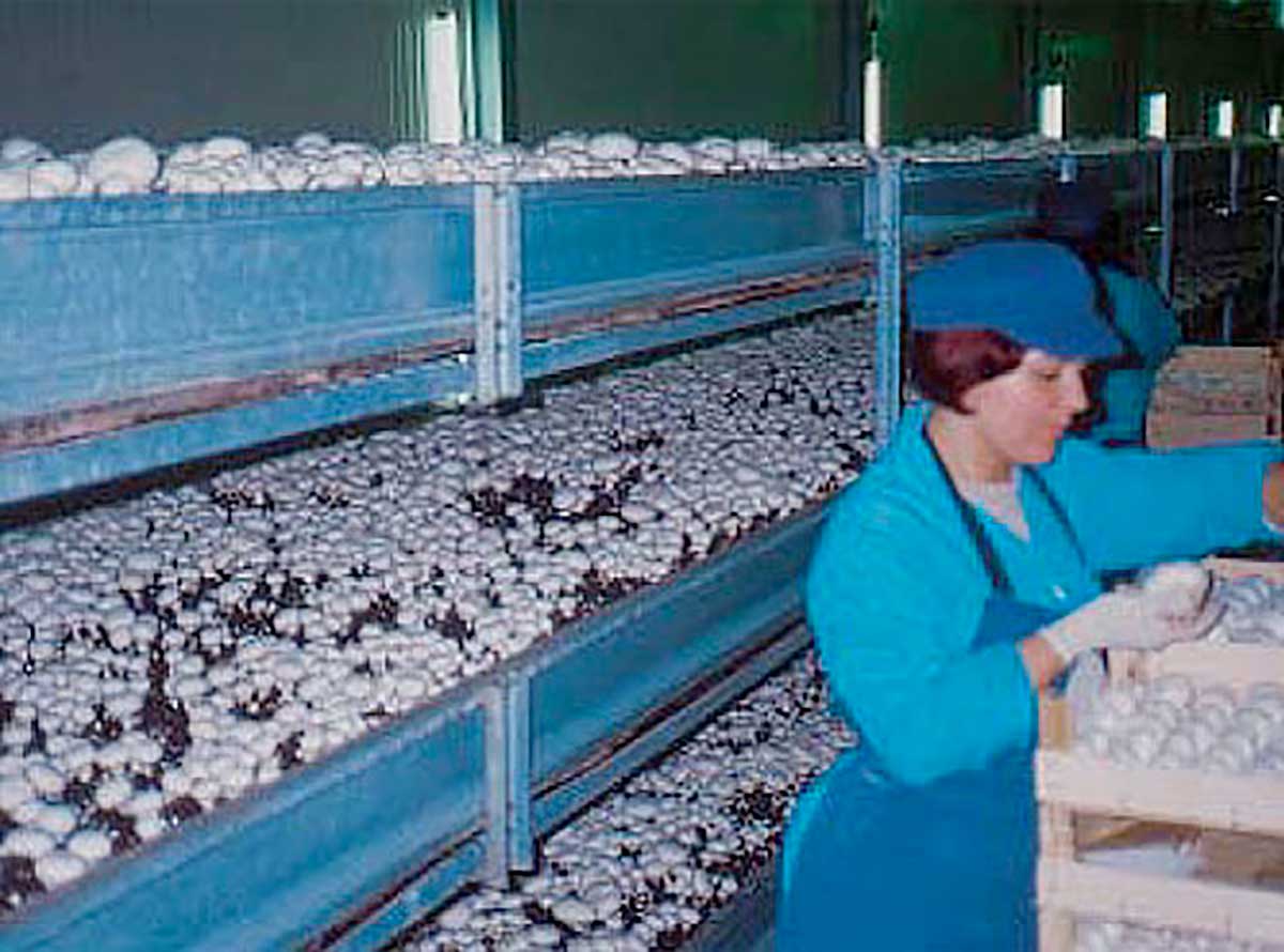 Condizioni termoigrometriche precise e costanti nel settore della fungicoltura: ridotti i costi di funzionamento