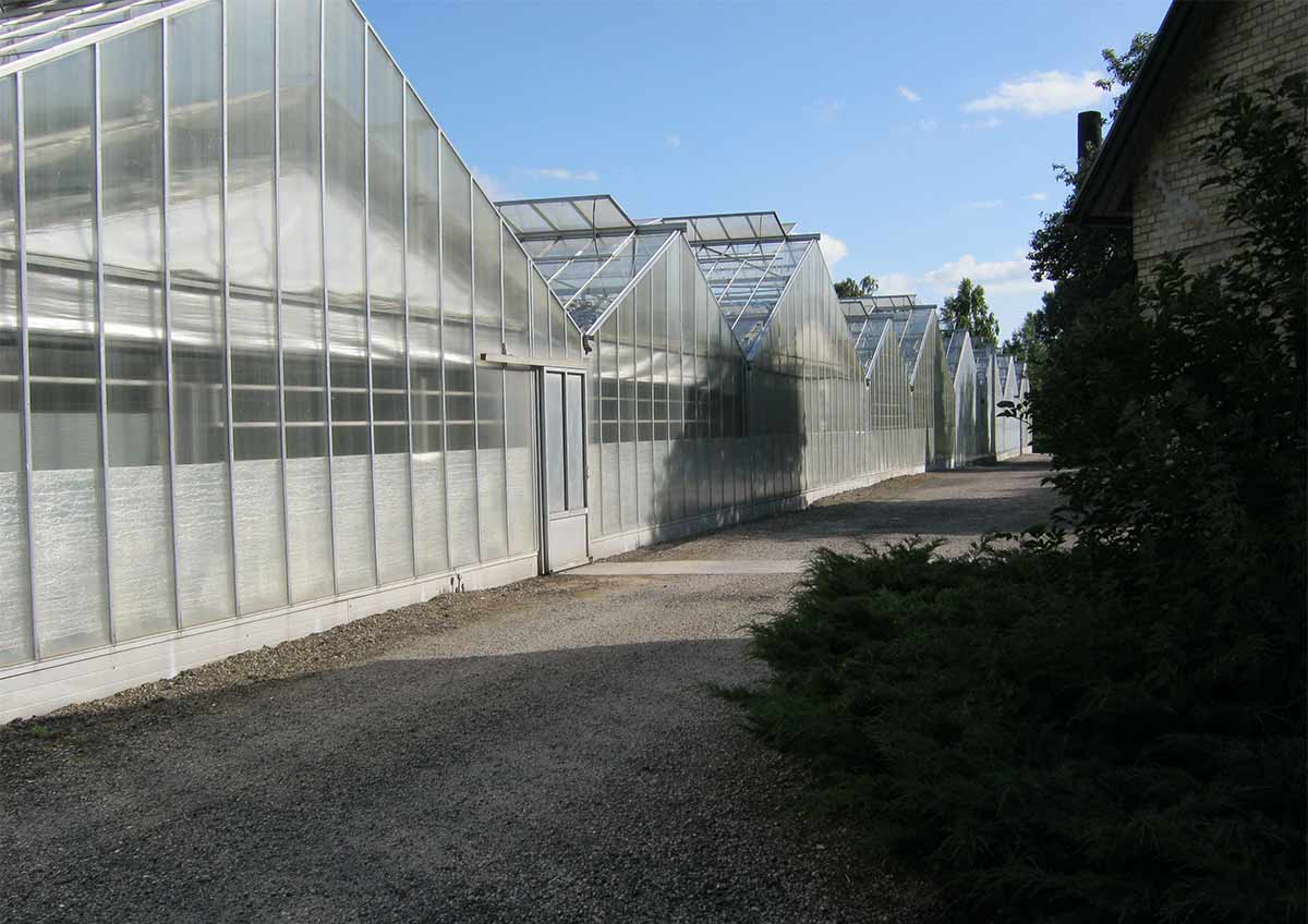 Riscaldamento di una serra in Danimarca: la fioritura è garantita anche a rigide temperature esterne